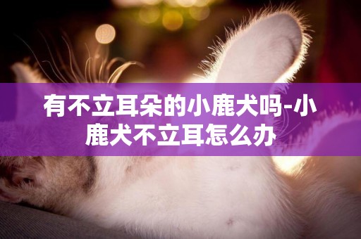 有不立耳朵的小鹿犬嗎-小鹿犬不立耳怎么辦