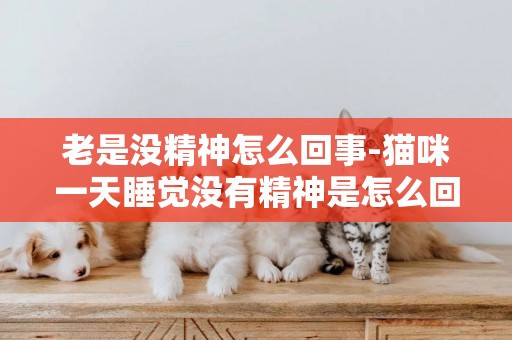 老是沒精神怎么回事-貓咪一天睡覺沒有精神是怎么回事
