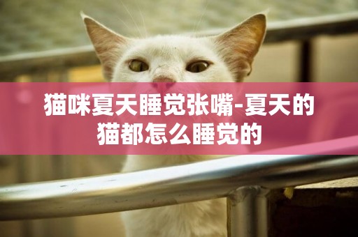 貓咪夏天睡覺張嘴-夏天的貓都怎么睡覺的