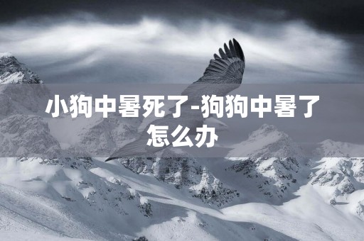 小狗中暑死了-狗狗中暑了怎么辦