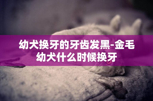 幼犬換牙的牙齒發黑-金毛幼犬什么時候換牙