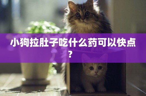 小狗拉肚子吃什么藥可以快點？ 