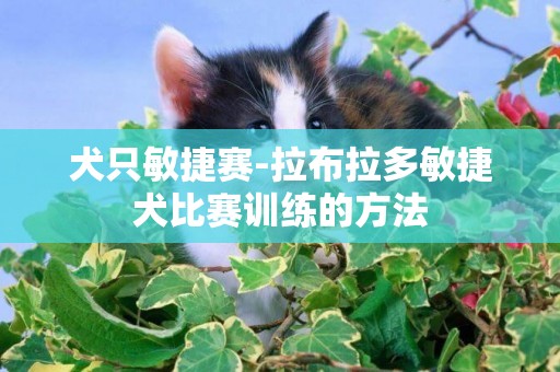 犬只敏捷賽-拉布拉多敏捷犬比賽訓練的方法