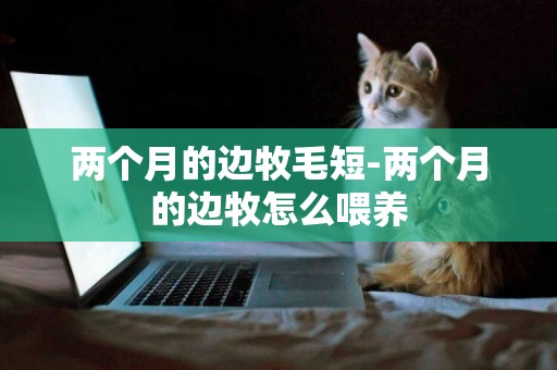 兩個月的邊牧毛短-兩個月的邊牧怎么喂養