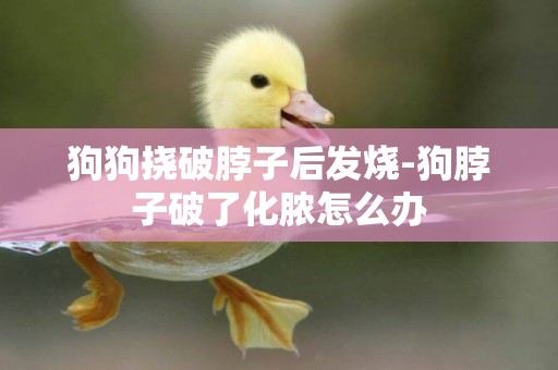 狗狗撓破脖子后發燒-狗脖子破了化膿怎么辦