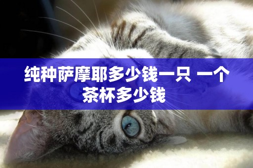純種薩摩耶多少錢一只 一個茶杯多少錢 