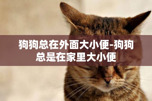 狗狗總在外面大小便-狗狗總是在家里大小便