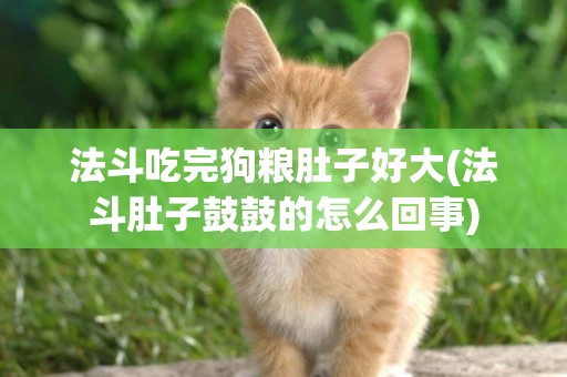 法斗吃完狗糧肚子好大(法斗肚子鼓鼓的怎么回事)
