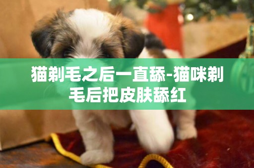 貓剃毛之后一直舔-貓咪剃毛后把皮膚舔紅