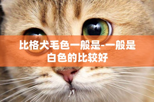 比格犬毛色一般是-一般是白色的比較好