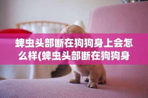 蜱蟲頭部斷在狗狗身上會怎么樣(蜱蟲頭部斷在狗狗身上會怎么樣圖片)