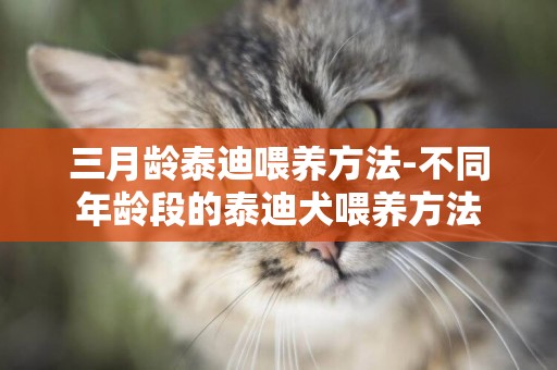 三月齡泰迪喂養方法-不同年齡段的泰迪犬喂養方法
