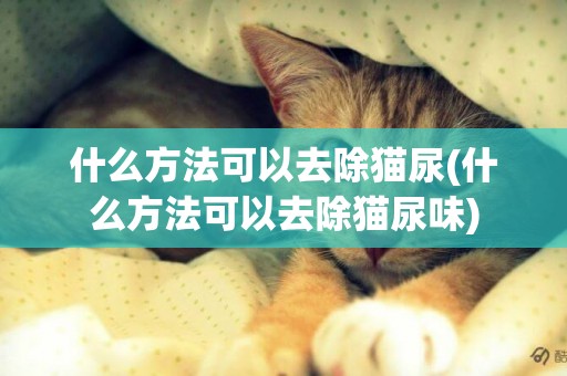什么方法可以去除貓尿(什么方法可以去除貓尿味)