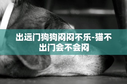 出遠門狗狗悶悶不樂-貓不出門會不會悶