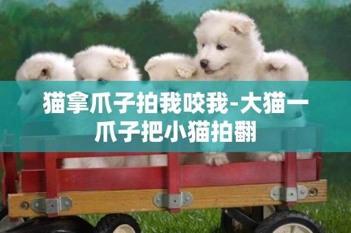 貓拿爪子拍我咬我-大貓一爪子把小貓拍翻