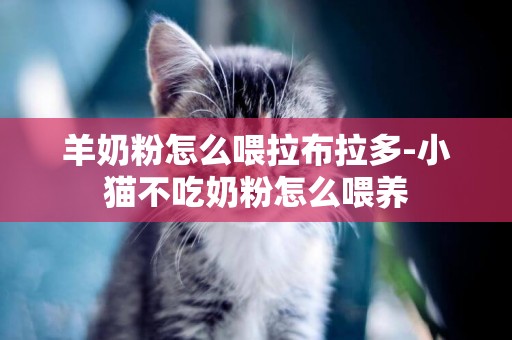 羊奶粉怎么喂拉布拉多-小貓不吃奶粉怎么喂養