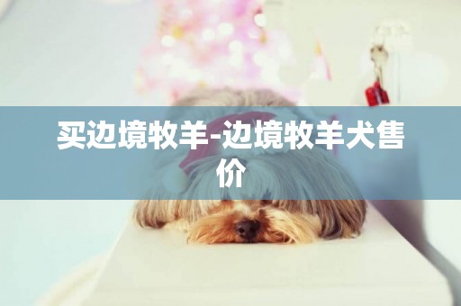 買邊境牧羊-邊境牧羊犬售價