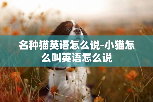 名種貓英語怎么說-小貓怎么叫英語怎么說