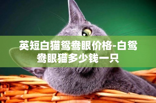 英短白貓鴛鴦眼價格-白鴛鴦眼貓多少錢一只