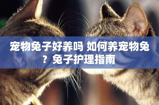 寵物兔子好養嗎 如何養寵物兔？兔子護理指南 