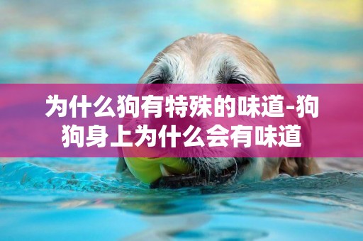 為什么狗有特殊的味道-狗狗身上為什么會有味道