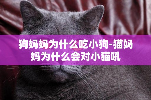 狗媽媽為什么吃小狗-貓媽媽為什么會對小貓吼