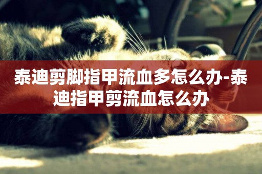 泰迪剪腳指甲流血多怎么辦-泰迪指甲剪流血怎么辦