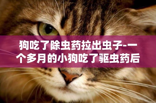 狗吃了除蟲藥拉出蟲子-一個多月的小狗吃了驅蟲藥后拉出蟲子