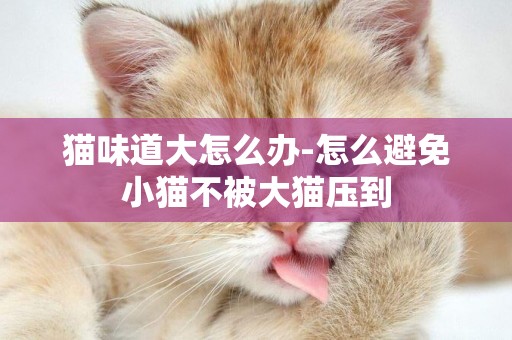 貓味道大怎么辦-怎么避免小貓不被大貓壓到