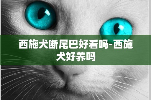 西施犬斷尾巴好看嗎-西施犬好養嗎