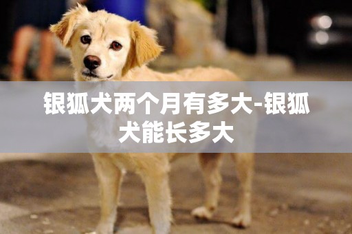 銀狐犬兩個月有多大-銀狐犬能長多大