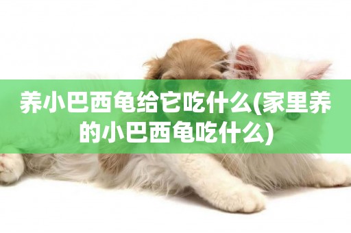 養小巴西龜給它吃什么(家里養的小巴西龜吃什么)