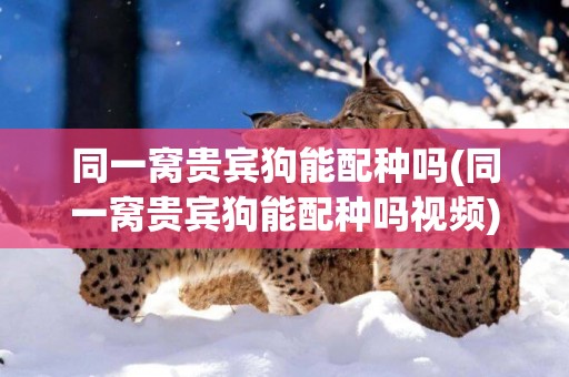 同一窩貴賓狗能配種嗎(同一窩貴賓狗能配種嗎視頻)