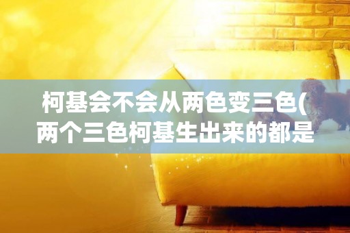 柯基會不會從兩色變三色(兩個三色柯基生出來的都是三色嗎)
