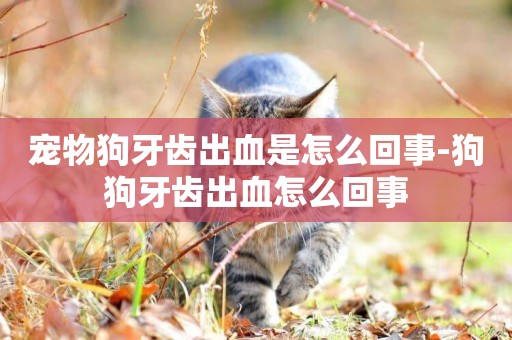 寵物狗牙齒出血是怎么回事-狗狗牙齒出血怎么回事