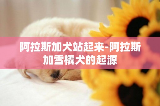阿拉斯加犬站起來-阿拉斯加雪橇犬的起源