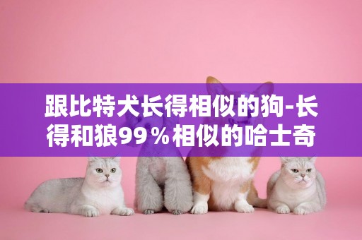 跟比特犬長得相似的狗-長得和狼99％相似的哈士奇