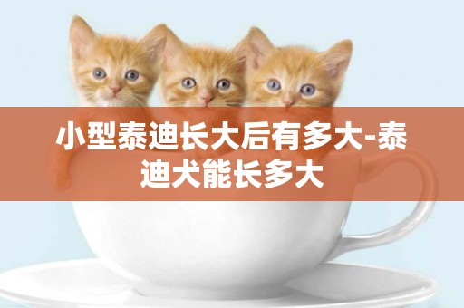 小型泰迪長大后有多大-泰迪犬能長多大