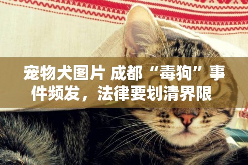 寵物犬圖片 成都“毒狗”事件頻發，法律要劃清界限 
