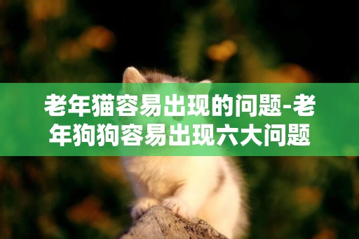 老年貓容易出現的問題-老年狗狗容易出現六大問題