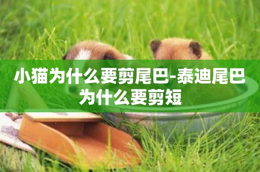 小貓為什么要剪尾巴-泰迪尾巴為什么要剪短