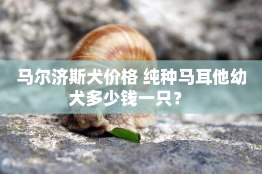 馬爾濟斯犬價格 純種馬耳他幼犬多少錢一只？ 