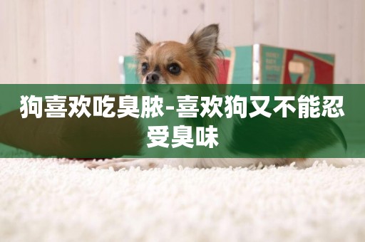 狗喜歡吃臭膿-喜歡狗又不能忍受臭味