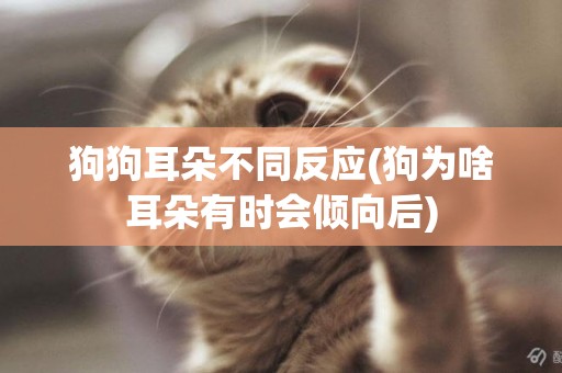 狗狗耳朵不同反應(狗為啥耳朵有時會傾向后)