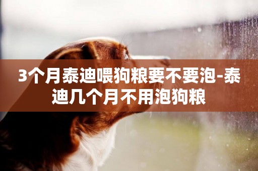 3個月泰迪喂狗糧要不要泡-泰迪幾個月不用泡狗糧