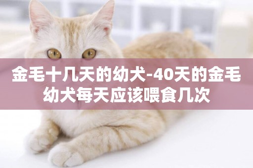金毛十幾天的幼犬-40天的金毛幼犬每天應該喂食幾次
