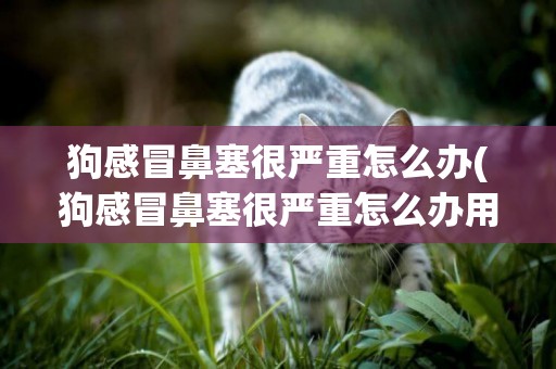 狗感冒鼻塞很嚴重怎么辦(狗感冒鼻塞很嚴重怎么辦用什么藥)