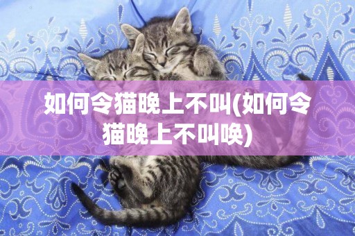 如何令貓晚上不叫(如何令貓晚上不叫喚)