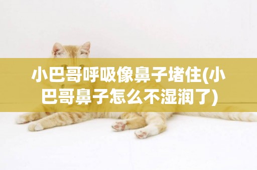 小巴哥呼吸像鼻子堵住(小巴哥鼻子怎么不濕潤了)