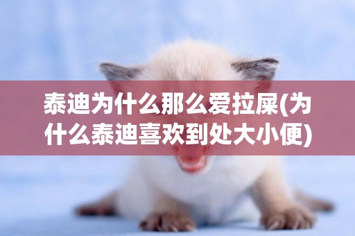 泰迪為什么那么愛拉屎(為什么泰迪喜歡到處大小便)